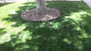 70 backyard landscape architecture inspirations. Rocks Around Tree Youtube