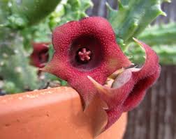 Image result for Ceropegia nilotica