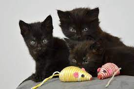 Bombay Kittens For Sale Cost Kitten For Sale Cat Breeder Bombay Cat