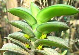 Image result for Calyptrochilum