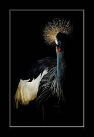 miguel angel de arriba cuadrado foto صور فوطوغرافية19 animals image bird