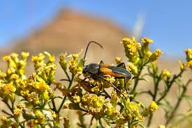 Image result for Sporobolus rigidifolius