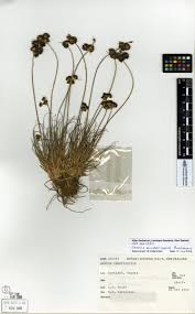 Image result for Juncus dregeanus