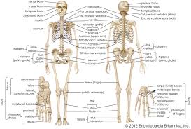 human skeleton parts functions diagram facts britannica