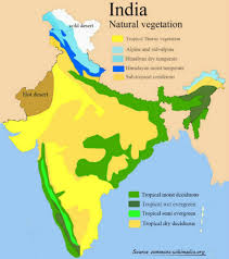 Tropical rainforests are characterized by rainfall and evergreen species. Geography India Natural Vegetation Tutorialspoint