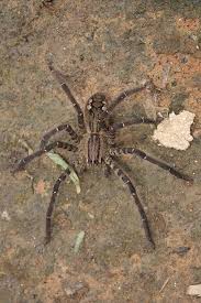 Aufgrund der jedoch meist nur gering injizierten giftmenge und der gut wirkenden antiseren ist der klinische schaden meist. Grosse Wanderspinne Wikiwand
