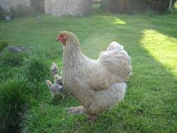 Poule Brahma Perdrix Bleue Grande Marche Fr بيع شتلات شجرة فاكهة العاطفة vente passiflora la plante qui donne le fruit de la passion شجرة فاكهة العاطفة صنف ماراكوجا شجرة قوية متسلقة دائمة. poule brahma perdrix bleue grande