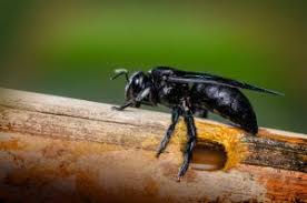 Wood bees or the carpenter bees are a huge menace to your wooden furniture. 5 Easy Steps To Get Rid Of Carpenter Bees Fast Pest Wiki