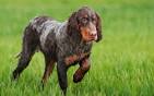 Picardy Spaniel - Wikipedia