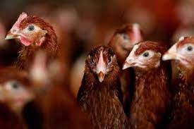 Maybe you would like to learn more about one of these? Farmsco Pullet Menentukan Kesuksesan Beternak Layer