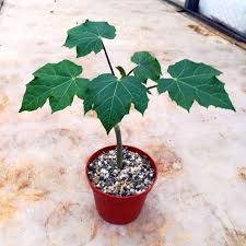 Image result for Jatropha curcas