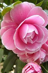 Pin By Nanette Williams On Flores Beautiful Flowers Flowers Photography Beautiful Pink Flowers
