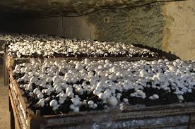 De Nombreuses Etapes Sont Indispensables A La Production Du Champignon Aussi Importantes Les Unes Que Les Autre Germination Graine Champignon Fumier De Cheval