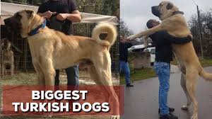 En Buyuk Turk Coban Kopekleri Turkiye Nin Gururlari Youtube
