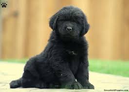 Find the perfect newfoundland puppy at the resulting breed, present by the 1600's, was a black dog which loved swimming in cold waters; Newfoundland Puppies For Sale Newfie Puppies Greenfield Puppies