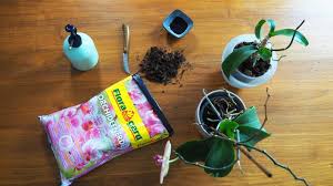 Für die orchidee gilt ein zeitrahmen zwischen zwei und vier jahren für das regelmäßige umtopfen, damit sie sich optimal entwickeln kann und gesund bleibt. Orchideen Umtopfen Zeitpunkt Vorgehen Beim Umpflanzen