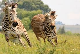 Female zebras were chosen because they travel in herds and are gentler on the collars than male zebras. Zebras Fun Facts What Color Are They Are They Horses
