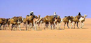 An unorganized group of camels is a herd. Camel Train Wikipedia