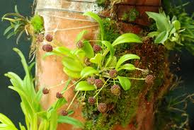 Image result for Hypertelis umbellata