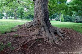 Great Roots For Hillside Mulberry Tree Tree Roots Tree