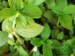 Image result for Spermacoce princeae