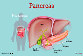 Image result for pancreas)