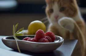 Facebook twitter reddit pinterest email. Can Cats Eat Raspberries How Many Best Tips For Pets Baby Kittchen