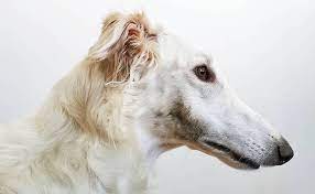 Borzoi breeders of companion and show borzoi puppies. Borzoi Breed Info Guide Facts And Pictures Bark