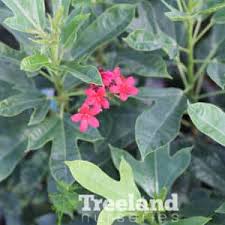 Image result for Jatropha seineri