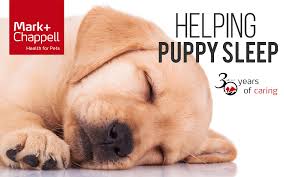 So be sure to check it out. Helping Your Puppy Have A Good Night S Sleep Mark Chappell