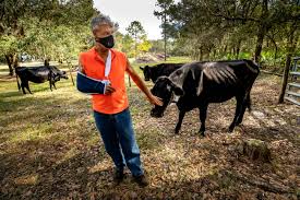 The new park development will occur on the south side and complement the current campground, arboretum, trails and natural areas. Residents Prevail As Lakeland Turns Down Morgan Creek Development Expansion