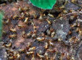 Contrary to urban legend, termites cannot eat through concrete. How To Get Rid Of Termites The Ultimate Guide Pestkilled
