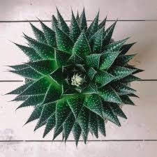 Even if my strength is lost, i will always be by your side. 7 Jenis Aloe Vera Yang Harus Kamu Tahu