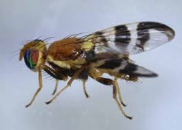 Image result for Rhagoletis completa