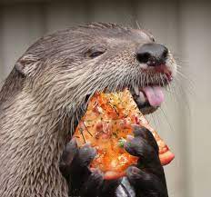 We All Eat Pizza Otters Eat Pizza They Live In Cold Waters And Otters Animals Cute Animals