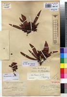 Image result for Ochna richardsiae