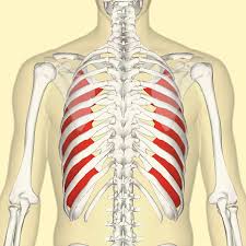 These rib muscles automatically get worked when you do bench presses, push ups and dips, but a perform dumbbell pullovers to work the muscles along your rib cage. Innermost Intercostal Muscle Wikipedia