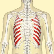 Über 80% neue produkte zum festpreis; Innermost Intercostal Muscle Wikipedia