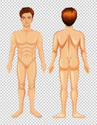 Vector illustration of women's figure. Human Body Front Back Vector Art Icons And Graphics For Free Download