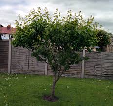 Image result for pruning plum trees