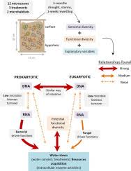 Pata villanueva y su hija agostina. Hydrological Variations Shape Diversity And Functional Responses Of Streambed Microbes Sciencedirect