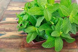 Maybe you would like to learn more about one of these? Mint 11 Marvelous Health Benefits Nutritional Facts And Healthy Recipes
