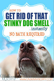 how to get rid of stinky dog smell