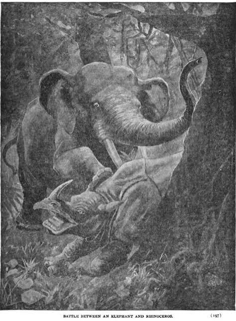 Fighting of elephant and rhinoceros — Rhino Resource Center