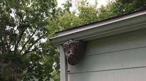 Lawnstarter can connect you to the best pest control companies in your area in just a few clicks. Pest Control Wildlife Removal Gasport Niagara Falls Buffalo Ny Cummings Pest Solutions