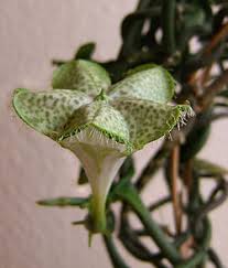 Image result for Ceropegia spatuliloba