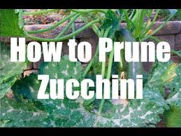 Maybe you would like to learn more about one of these? How To Prune A Zucchini Squash Plant In 4k Zucchini Plants Squash Plant Growing Zucchini
