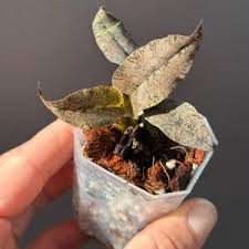 Image result for Oeceoclades saundersiana