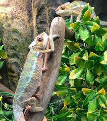 Baby Male Ambilobe Panther Chameleons Blazing Their Colors Today At Reptile Rapture Reptiles Baby Panther Reptile Store