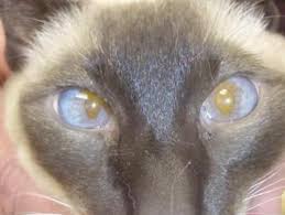 The bump can be on the surface of the skin or under the skin, and it may or may not be associated with hair loss. What Is That On My Cat Animal Hospital Of North Asheville